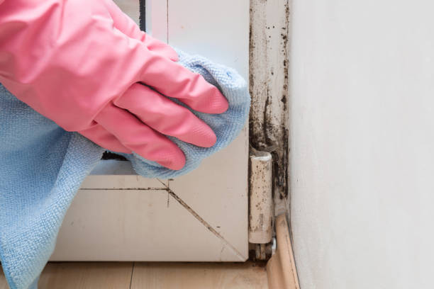 Professional Mold Remediation in Salisbury, NY